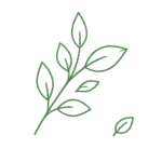Illustration minimaliste d’une branche à feuilles vertes